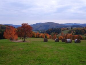 IMG_20221012_160848_1