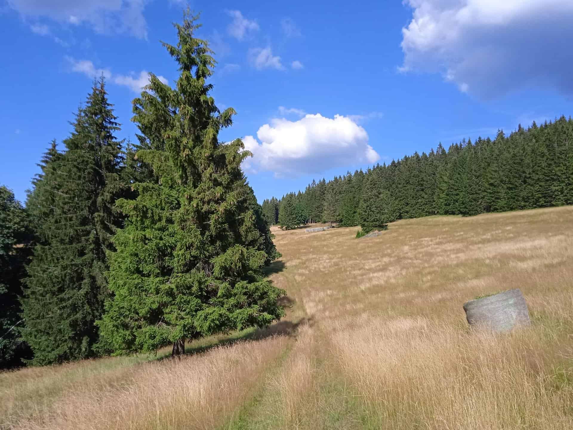 louka nad kunčicema